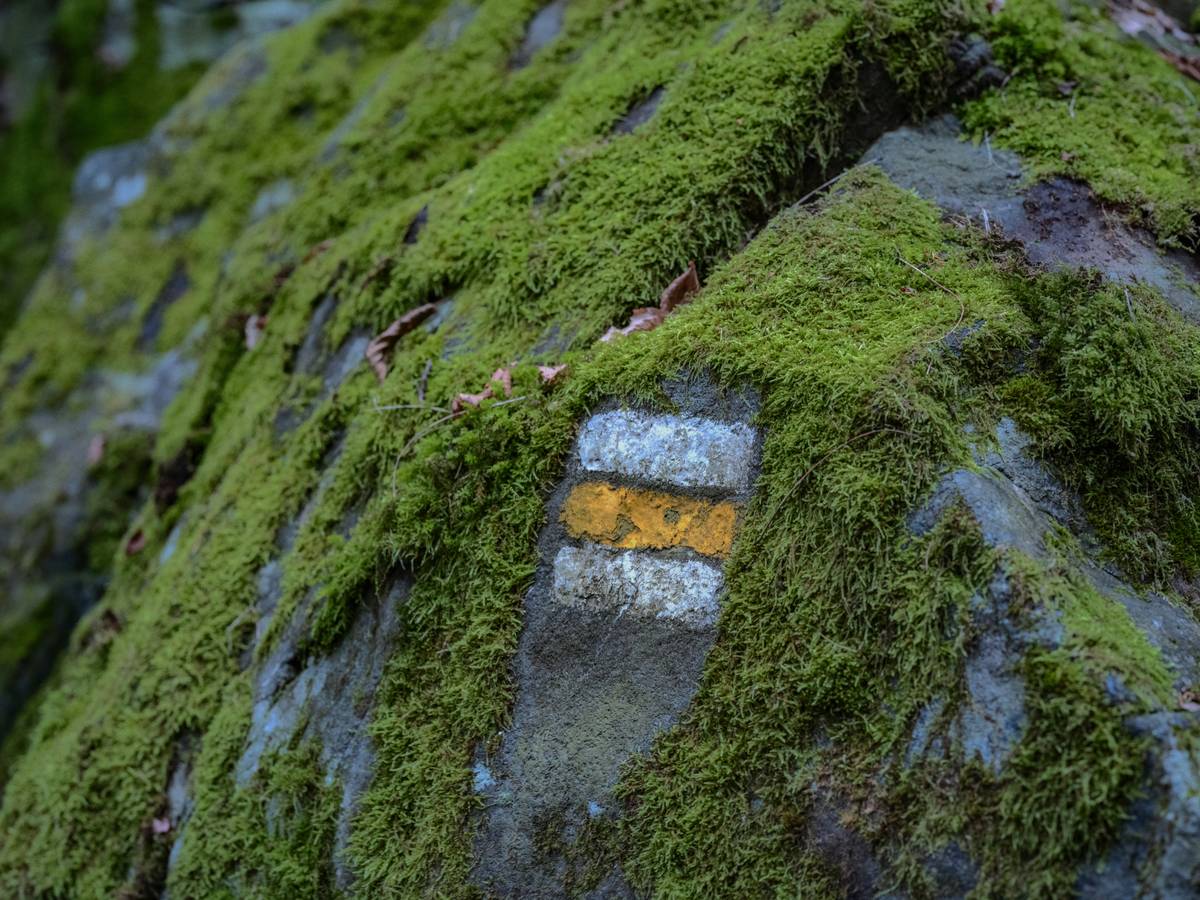 Close-up of moss and dew captured with a macro photo nature lens on a forest hiking trail
