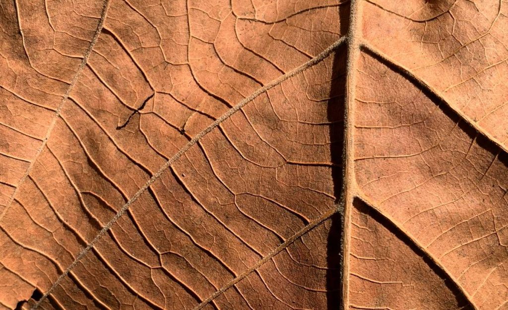 Macro Photo Nature Lens: 7 Essential Tips to Avoid Costly Mistakes